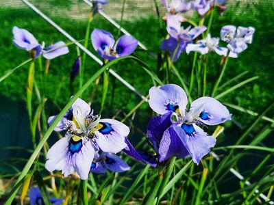 Ixia viridiflora, Perennial Flowers | Crafted Earth